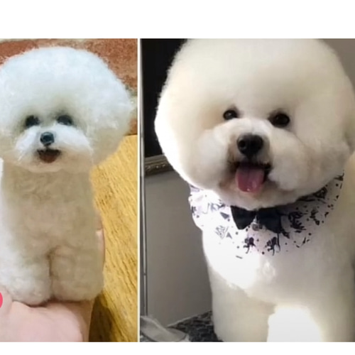 Mサイズ 羊毛フェルト オーダーメイド 犬 ビジョンフリーゼ