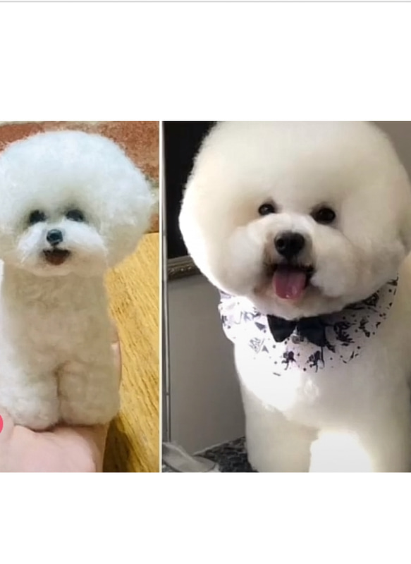 ビションフリーゼ ＊親子＊毛糸　羊毛フェルト　犬　ぬいぐるみ　ミニチュア 羊毛フェルト ビションフリーゼ ミニチュア 犬 羊毛フェルト
