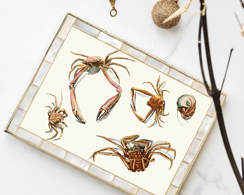 NO.118】色々な蟹のイラストアートポスター☆個性派インテリア☆カニ海