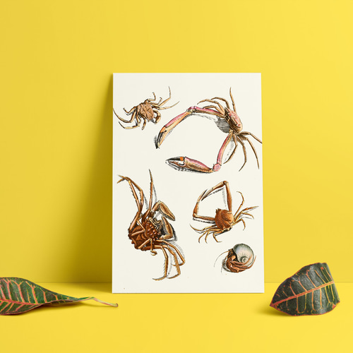 NO.118】色々な蟹のイラストアートポスター☆個性派インテリア☆カニ海