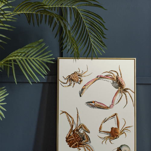 NO.118】色々な蟹のイラストアートポスター☆個性派インテリア☆カニ海