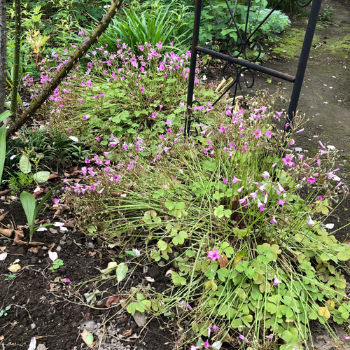 【美品】カネコイサオ 薄ピンクパープル ゆり柄 タブリエ/クリーニング済み 美品】カネコイサオ 薄ピンクパープル ゆり柄 タブリエ/クリーニング