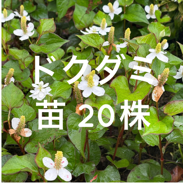増量】ドクダミ 苗 20株 ＊ 山野草 薬草 和ハーブ 十薬 その他素材