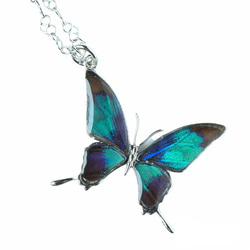 本物の蝶の羽　蝶ネックレス　ドクソコパチェルビナ　[zps028r-gr] 1枚目の画像