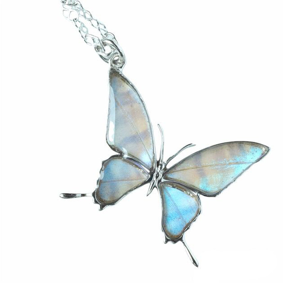 本物の蝶の羽　蝶ネックレス　スルコウスキーモルフォ　[zps028r-sul] 1枚目の画像