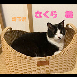 ❣️抜け毛対策に❣️持ち手付きラウンドバスケット　猫カゴ　 2枚目の画像