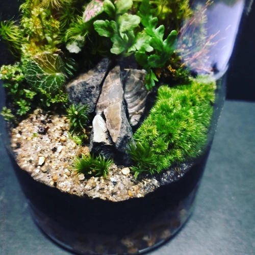 ❇太古❇8900万年前の化石②、苔テラリウム テラリウム サリー 通販