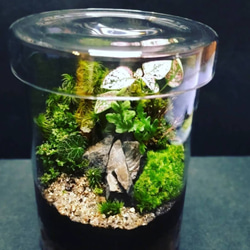 ❇太古❇8900万年前の化石②、苔テラリウム テラリウム サリー 通販