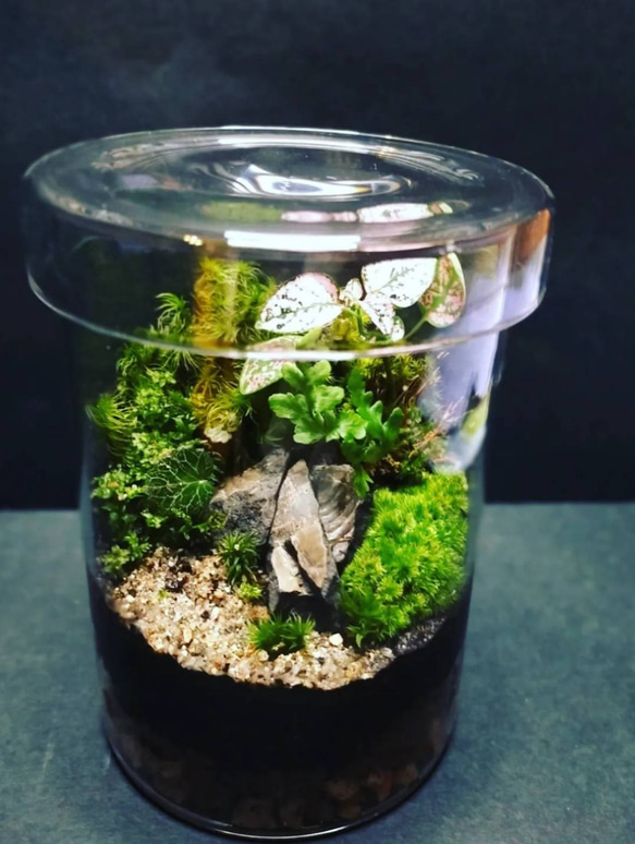 ❇太古❇8900万年前の化石②、苔テラリウム テラリウム サリー 通販