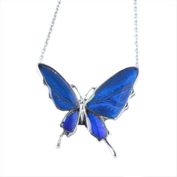 本物の蝶の羽 蝶ブローチ兼ペンダント スルコウスキーモルフォ [ps025