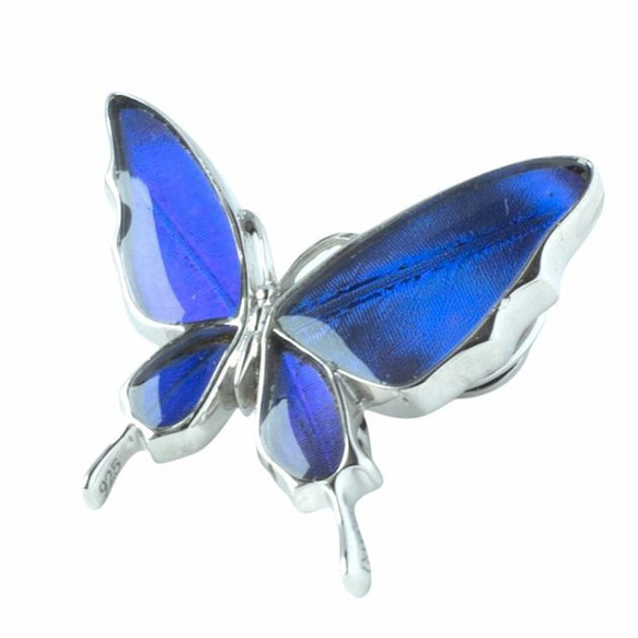 本物の蝶の羽　舞い飛ぶアゲハ蝶デザイン バタフライラペルピン　カキカモルフォ　[zps077r-cac] 1枚目の画像