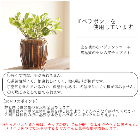 【観葉植物】オシャレなガラスピッチャーにシュガーバイン♪♡ベラボン使用 4枚目の画像