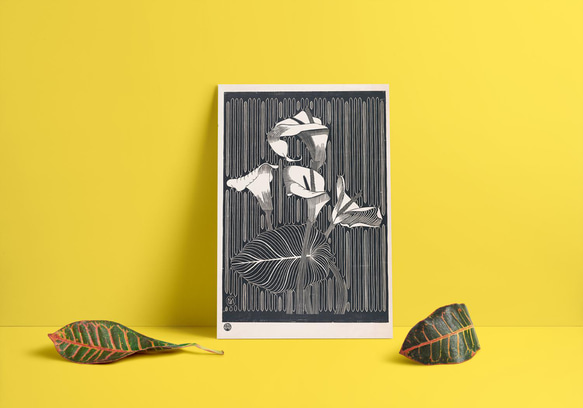 【NO.130】オランダカイウのモノクロアートポスター☆カラーリリー白黒ボタニカルレトロモダンおしゃれA1B5B2B1 5枚目の画像