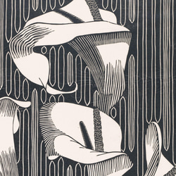 【NO.130】オランダカイウのモノクロアートポスター☆カラーリリー白黒ボタニカルレトロモダンおしゃれA1B5B2B1 3枚目の画像