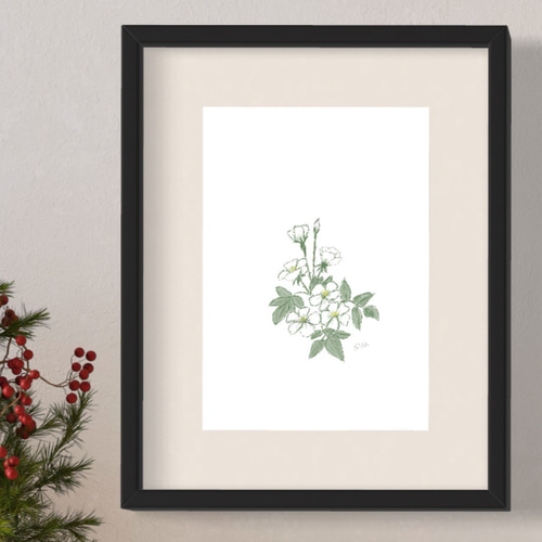 4月28日の誕生花 ノイバラ 観ていると素敵な詩が作れそうです