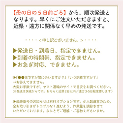 金賞農家直送★「プラムタルト」生花鉢植え★大ぶり母の日カーネーション★5号鉢 7枚目の画像