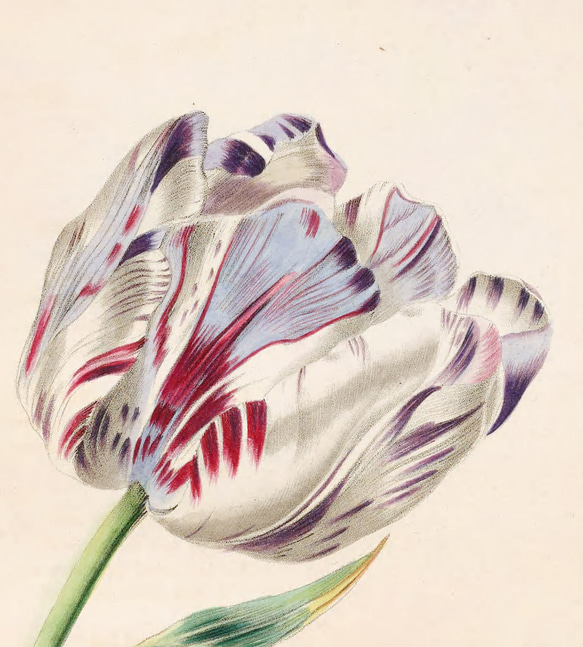 【NO.133】一輪のチューリップの花アートポスター☆春おしゃれナチュラルインテリア可愛い★A3A2A1B5B4B3B2 3枚目の画像