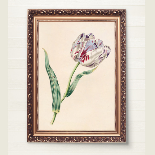 アートポスター：83流れと原種チューリップ