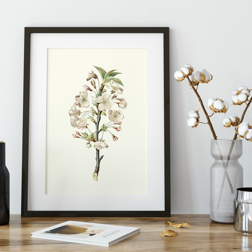 トルコ桔梗 油絵 油彩 絵画 花の絵 原画 F3号 美術品