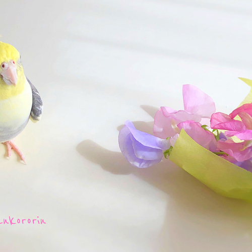 オカメインコ バースデーカード 3枚セット① ポストカード