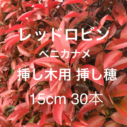 レッドロビン ベニカナメ 挿し木用 挿し穂 15cm 30本 紅カナメ