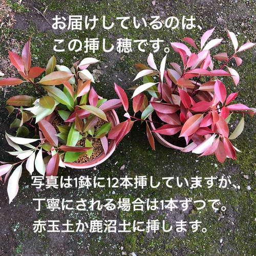 レッドロビン ベニカナメ 挿し木用 挿し穂 15cm 30本 紅カナメ