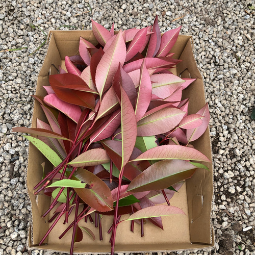 レッドロビン ベニカナメ 挿し木用 挿し穂 15cm 30本 紅カナメ