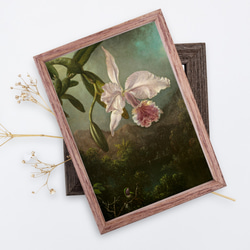絵画 花 NO.136】蘭の花の絵画のアートポスター☆山森ボタニカル