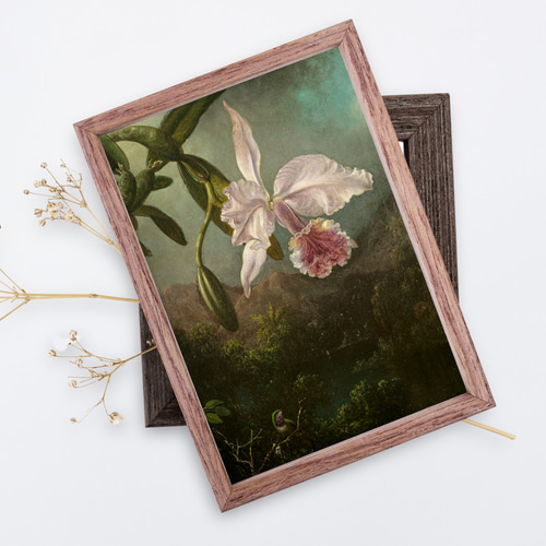 NO.136】蘭の花の絵画のアートポスター☆山森ボタニカル