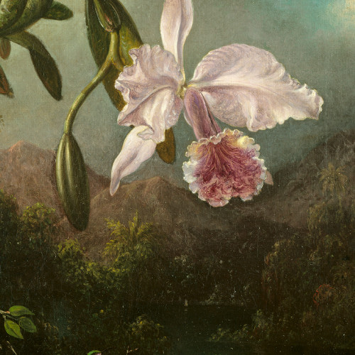 NO.136】蘭の花の絵画のアートポスター☆山森ボタニカル