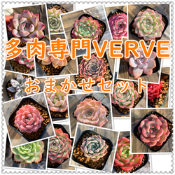 期間限定2株増加 農園直売 多肉植物 寄せ植え 季節のおまかせセット 10