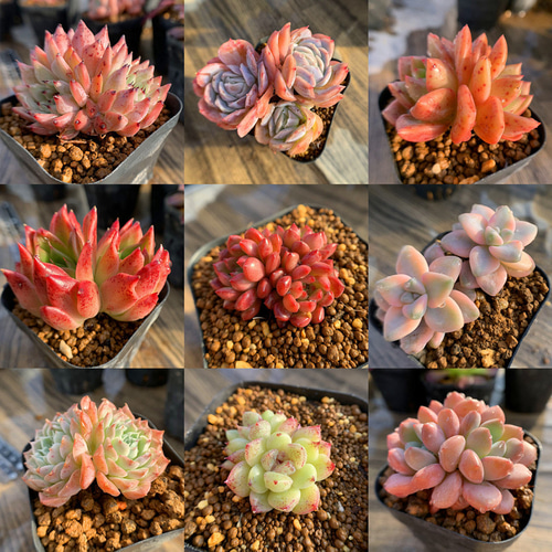 期間限定2株増加 農園直売 多肉植物 寄せ植え 季節のおまかせセット 10