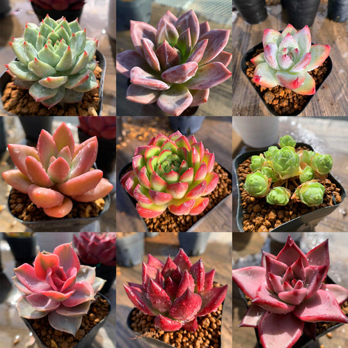 お客商品・多肉植物お好みセット 期間限定2株増加 農園直売 多肉植物 寄せ植え 季節のおまかせセット 10