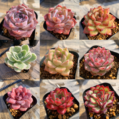 期間限定2株増加 農園直売 多肉植物 寄せ植え 季節のおまかせセット 10