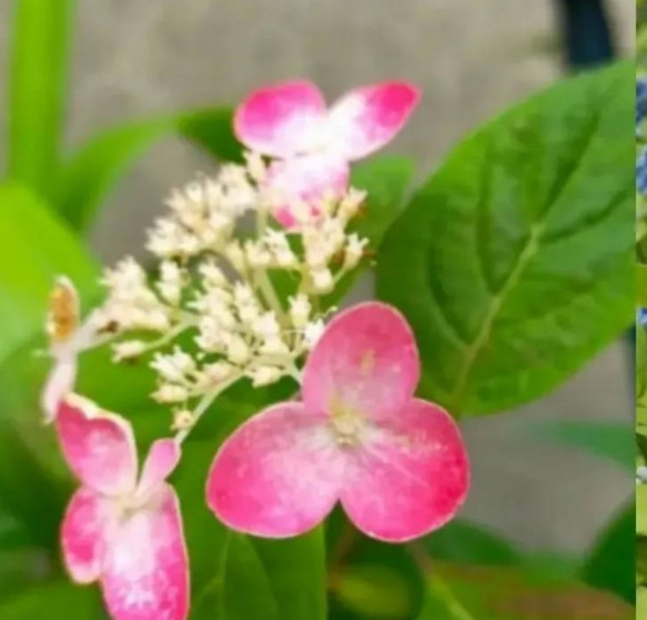 山紫陽花変形苔玉★springフェア 7枚目の画像