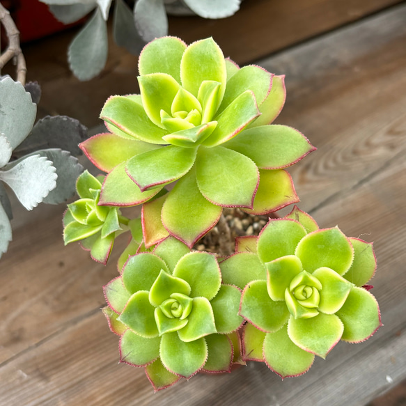 夕映え アエオニウム 多肉植物 多肉植物 kanomarihome 通販 11751012