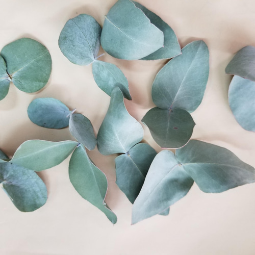 ユーカリ4種類　リーフシャワー 2025年最新】リーフシャワー ユーカリの人気アイテム - メルカリ