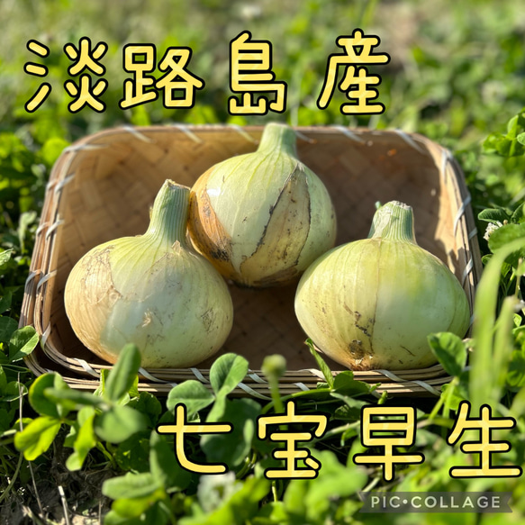 15日までの期間限定】【淡路島産たまねぎ】早生品種「七宝早生7 15日までの期間限定】【淡路島産たまねぎ】早生品種「七宝早生7