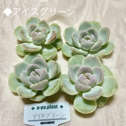 第四種送料無料◇アイスグリーン◇多肉植物 韓国苗 多肉植物 a-po