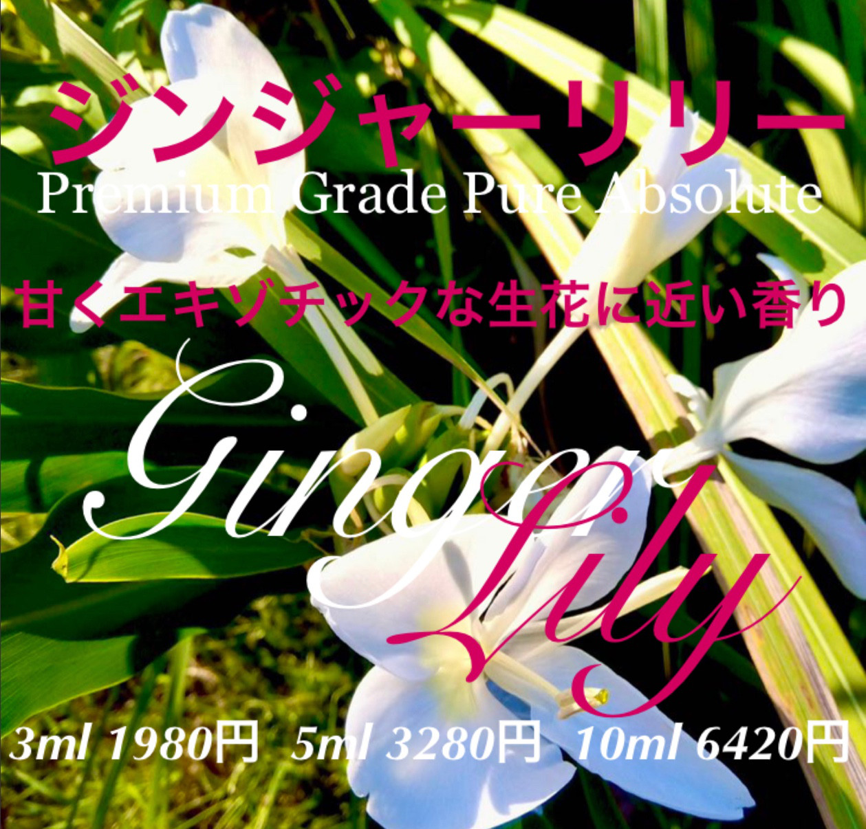【生花に近いエキゾチックな香り】プレミアムグレードジンジャーリリーアブソリュート10ml
