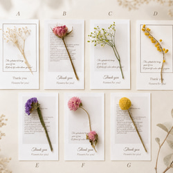 【魔女の棲む森～plant specimen～】ドライフラワー 植物標本 カード NEW! 植物標本 メッセージカード ドライフラワーThank youカード 14枚