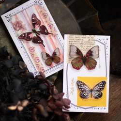 写実的な蝶 ー 5cm マットPETテープ 5枚目の画像