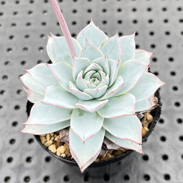 ピーコッキー サブセシリス 多肉植物 多肉植物 kanomarihome 通販