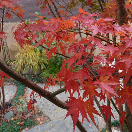 山紅葉(ヤマモミジ) 現品苗木 四方に枝が出た野性味のある樹形