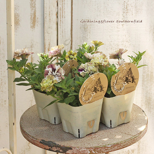 アンティークモーリー 八重咲き 花 八重咲きストック「アンティーク」 - LittleAntiqueGarden～リトル