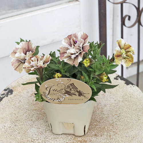 アンティークモーリー 八重咲き 花 花苗 八重咲き ペチュニア ジュリエット モダンホワイト 3.5号