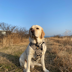 中型犬・大型犬の首輪、リード、大型犬のハーフチョーク、大型犬ハーネス プリントルンダ/生成り×ブラック 8枚目の画像