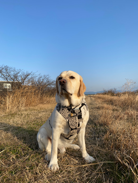 中型犬・大型犬の首輪、リード、大型犬のハーフチョーク、大型犬ハーネス プリントルンダ/生成り×ブラック 8枚目の画像