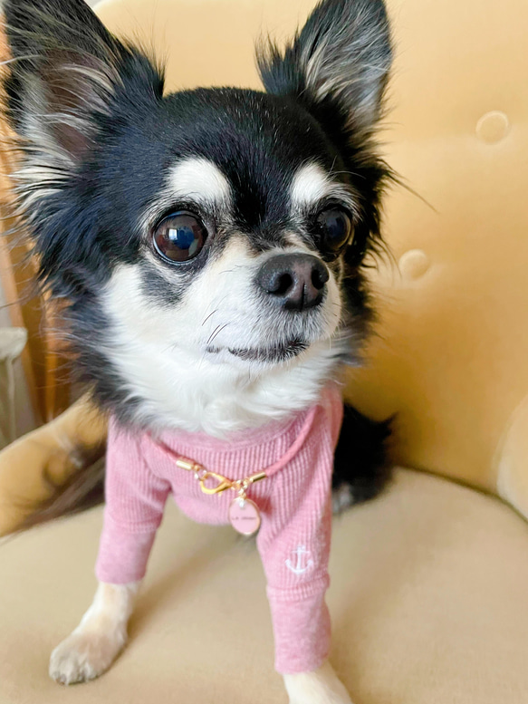 軽くて柔らか♪本革迷子札チャームチョーカー（小型犬、中型犬専用）サイズオーダーあり 4枚目の画像