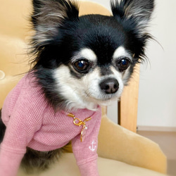 軽くて柔らか♪本革迷子札チャームチョーカー（小型犬、中型犬専用）サイズオーダーあり 5枚目の画像